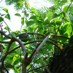 Poison Ivy, Oak, and Sumac protection